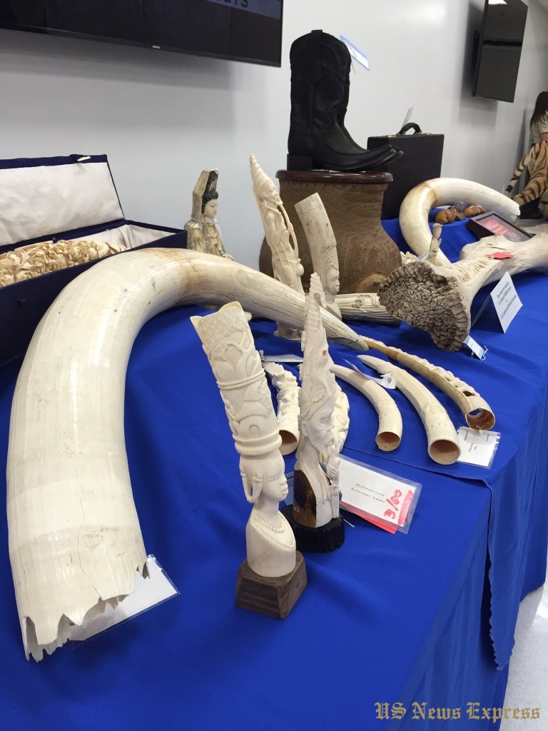 The U.S. is one of the largest ivory markets in the world. Photo from CBP